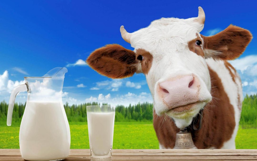 Le lait de vache