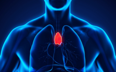 L'importance du thymus