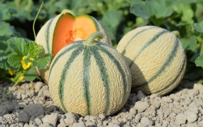 Le melon